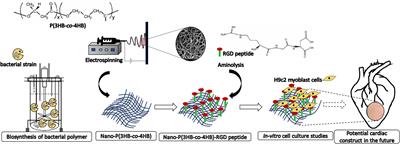 Elucidating the Surface Functionality of Biomimetic RGD Peptides Immobilized on Nano-P(3HB-co-4HB) for H9c2 Myoblast Cell Proliferation